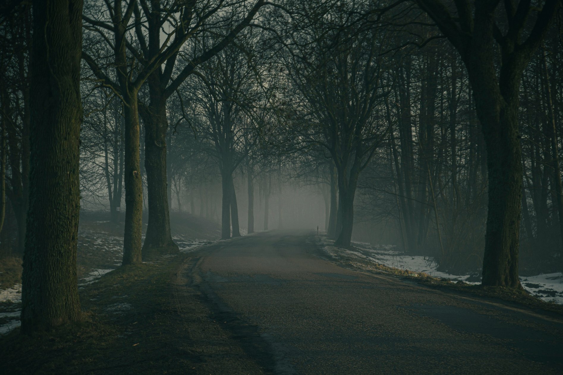 An Foggy Road in the Forest